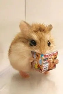 Mạt Thế Hamster Giàu Chảy Mỡ